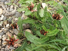Astragalus palaestinus