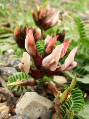 Astragalus palaestinus