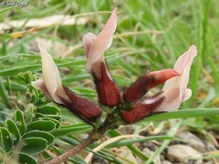 Astragalus palaestinus