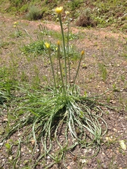 Pseudopodospermum reverchonii