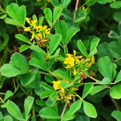 Trigonella corniculata