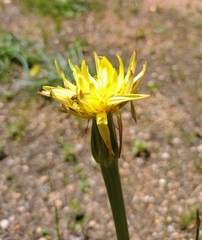 Pseudopodospermum reverchonii