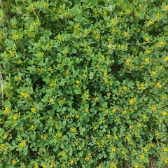 Trigonella corniculata