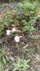 Silene longicilia