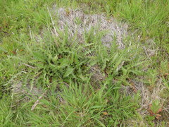 Cirsium creticum