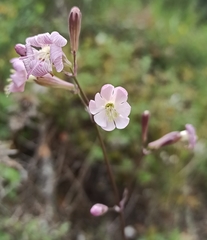 Silene longicilia