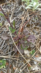 Silene longicilia