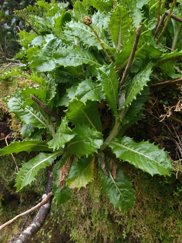 Azores tolpis
