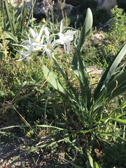 Pancratium illyricum