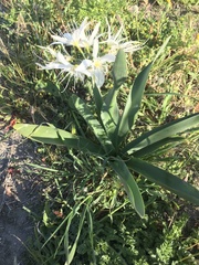 Pancratium illyricum