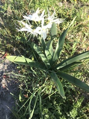 Pancratium illyricum