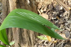 Molineria capitulata