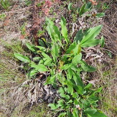 Limonium brevipetiolatum