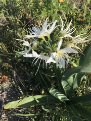 Pancratium illyricum