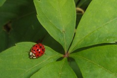 Harmonia axyridis