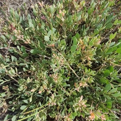 Atriplex glabriuscula