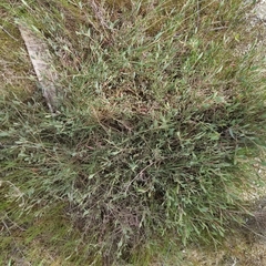 Atriplex glabriuscula