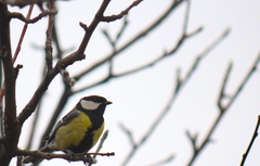 Parus major