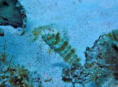 Xyrichtys splendens