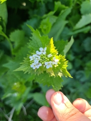 Alliaria petiolata