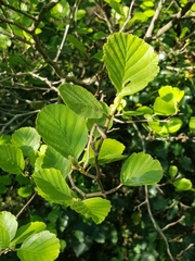 Alnus lusitanica