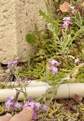 Matthiola tricuspidata