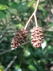 Alnus lusitanica