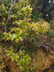 Vaccinium cylindraceum