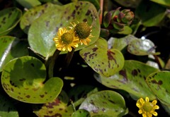 Halerpestes uniflora