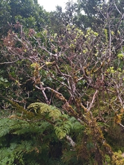 Vaccinium cylindraceum