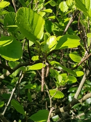 Alnus lusitanica