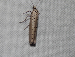 Yponomeuta fumigatus