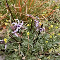 Petromarula pinnata