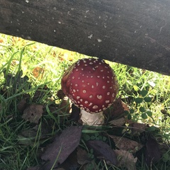 Amanita muscaria
