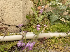 Matthiola tricuspidata