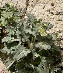 Hyoscyamus albus