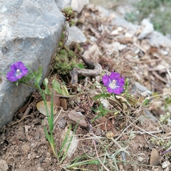Legousia speculum-veneris