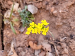 Draba zionensis