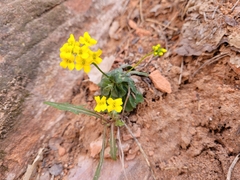 Draba zionensis