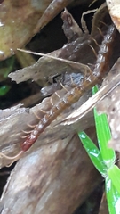 Scolopocryptopidae
