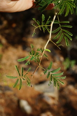 Senegalia erubescens