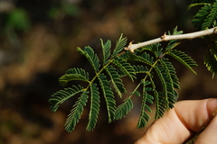 Senegalia erubescens