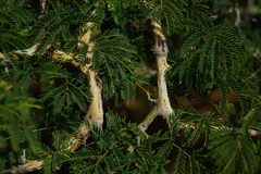 Senegalia erubescens