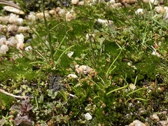 Isoetes orcuttii