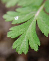 Geranium cataractarum