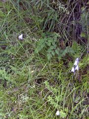 Adenophora morrisonensis morrisonensis