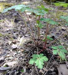 Geranium cataractarum