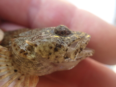 Cottus rhotheus