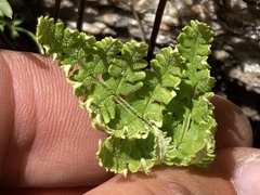 Pentagramma rebmanii