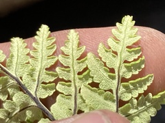 Pentagramma rebmanii